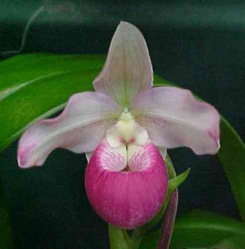 Phragmipedium Sedenii 